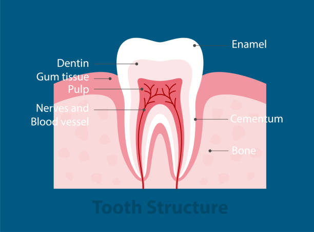 Infographic- Structure of a Human teeth