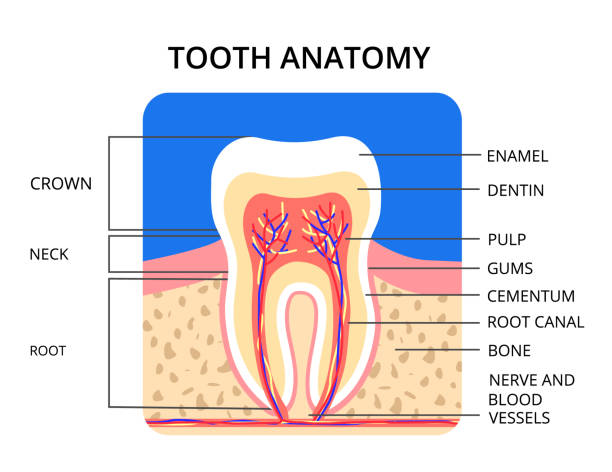 A diagram of the anatomy of a tooth showing the inner layers such as the dentin and pulp.